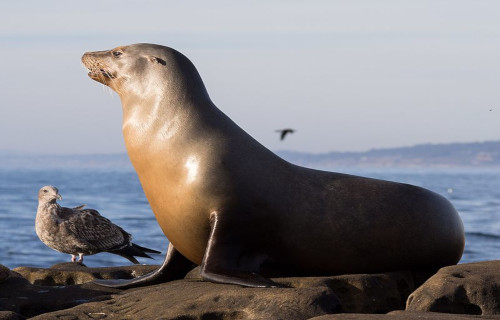 6 Marine Apex Predators