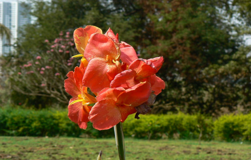 Canna Lily