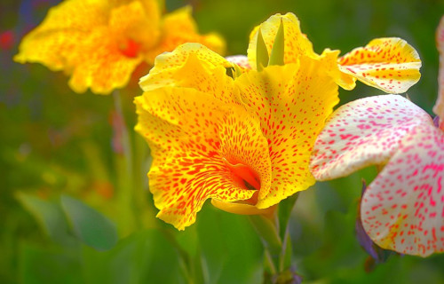 Canna Lily