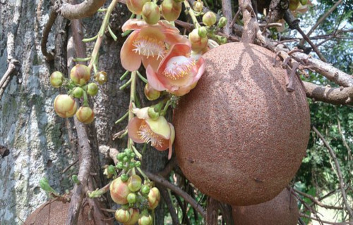 Cannonball Tree, Couroupita guianensis
