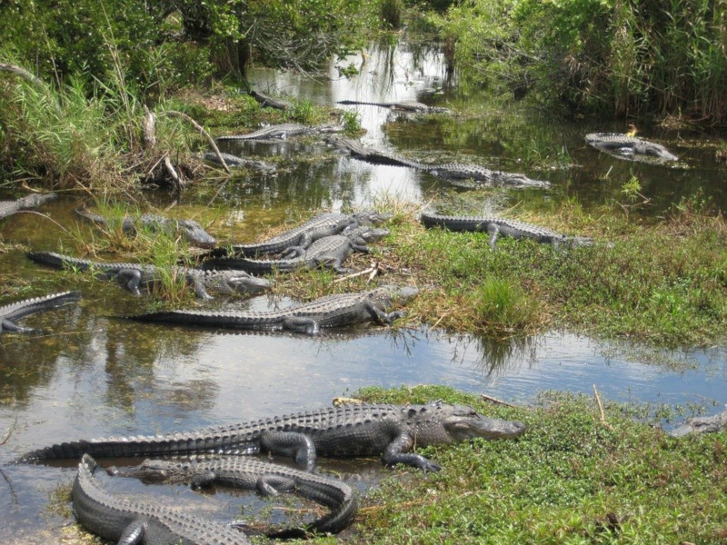 Everglades