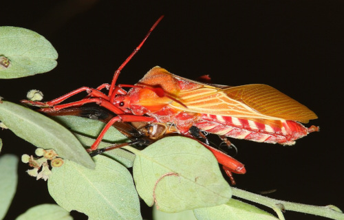 5 Astounding True Bugs
