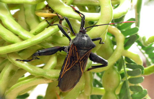 Giant Mesquite Bug, Thasus neocalifornicus