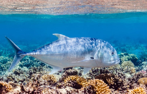 Giant Trevally, Caranx ignobilis