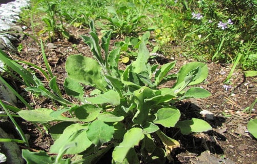 Gibraltar Campion, Silene tomentos