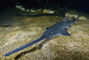 Green Sawfish