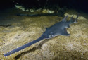 Green Sawfish, Pristis pristis