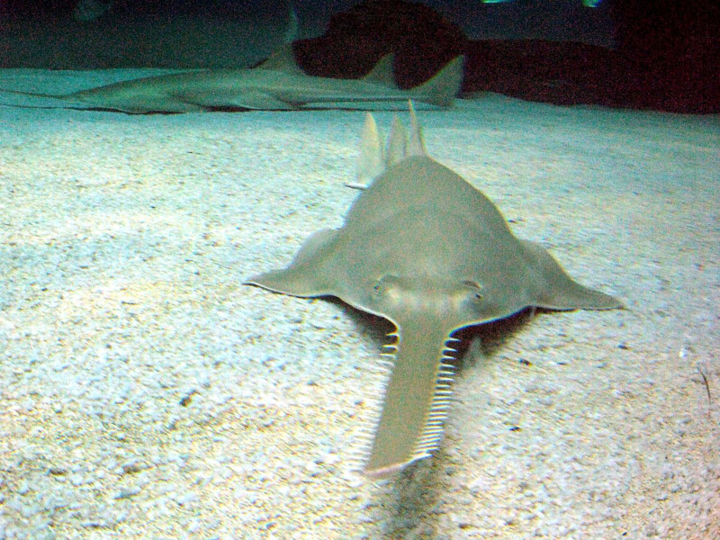 Green Sawfish, Pristis pristis