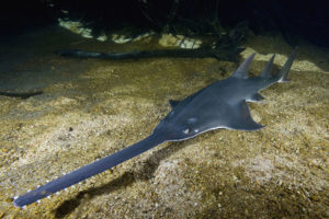 Green Sawfish, Pristis pristis