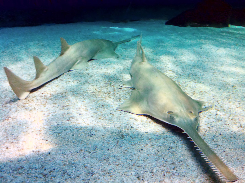 Green Sawfish, Pristis pristis