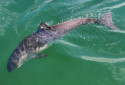 Harbor Porpoise, Phoceana phoseana