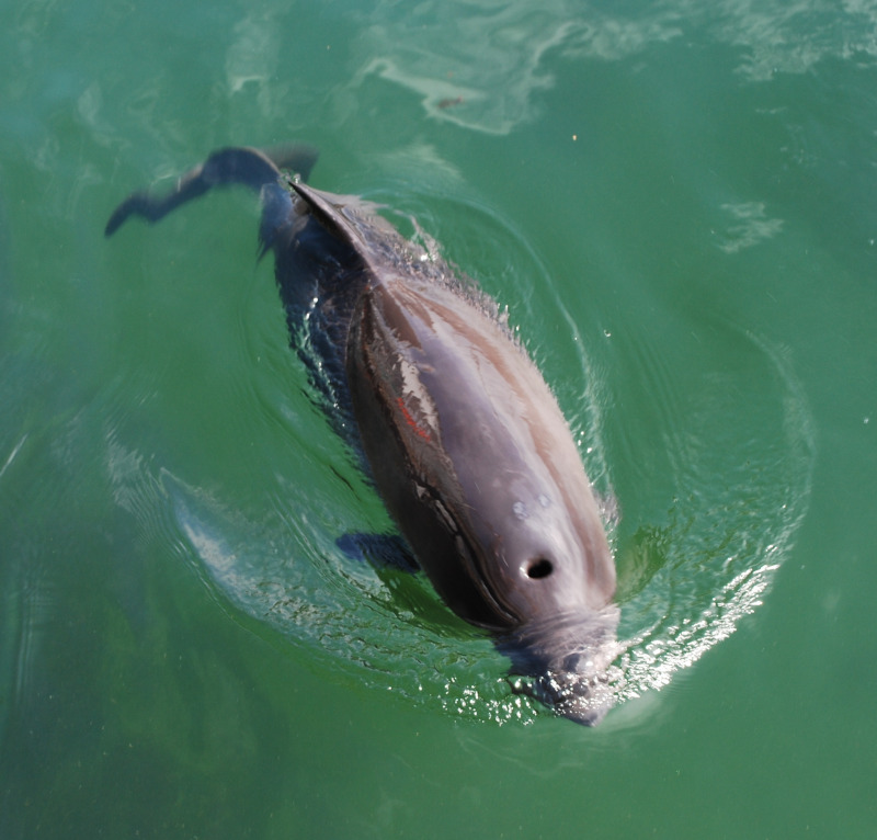 Harbor Porpoise, Phoceana phoseana