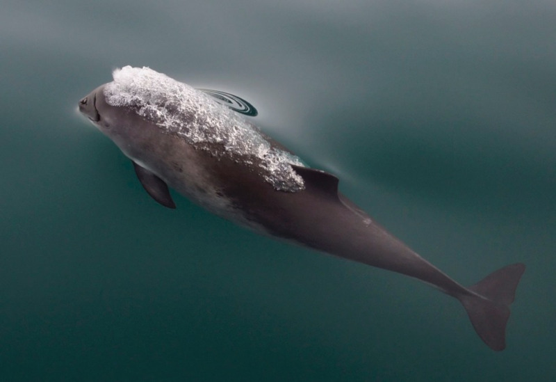 Harbor Porpoise, Phoceana phoseana