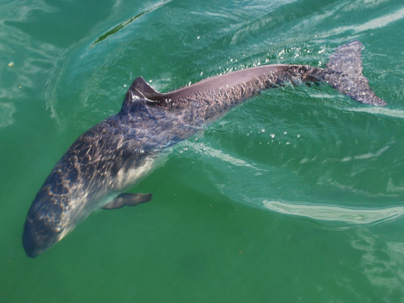 Harbor Porpoise, Phoceana phoseana