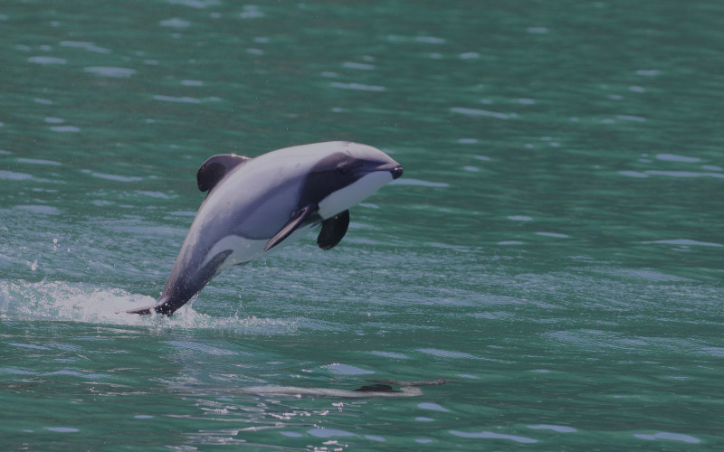 Hector's Dolphin, Cephalorhynchus hectori