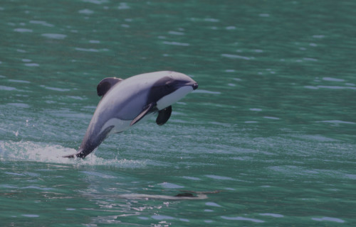 Hector's Dolphin, Cephalorhynchus hectori