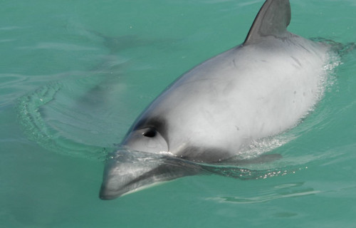 Hector's Dolphin, Cephalorhynchus hectori