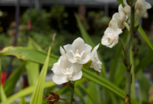 Holy Ghost Orchid, Peristeria elata