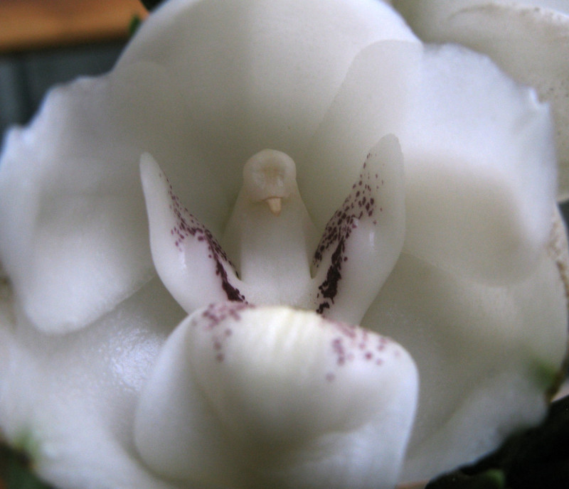 Holy Ghost Orchid, Peristeria elata