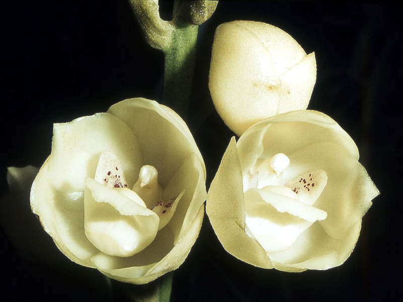 Holy Ghost Orchid, Peristeria elata
