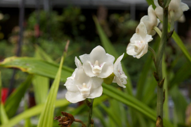 Holy Ghost Orchid l Endangered Variety - Our Breathing Planet