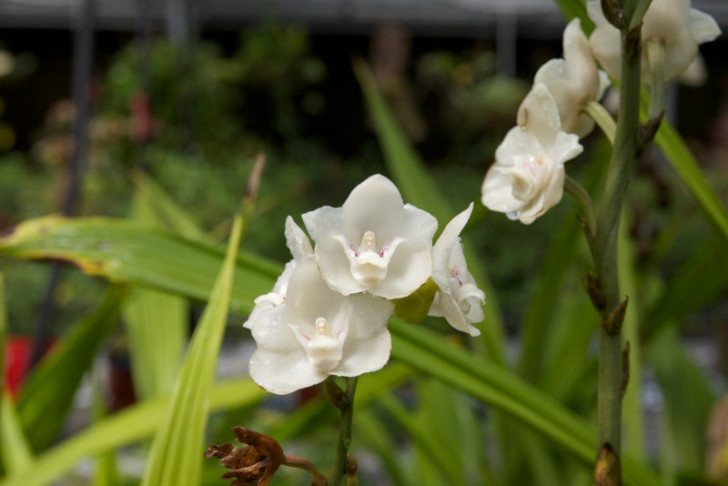 holy ghost orchid facts