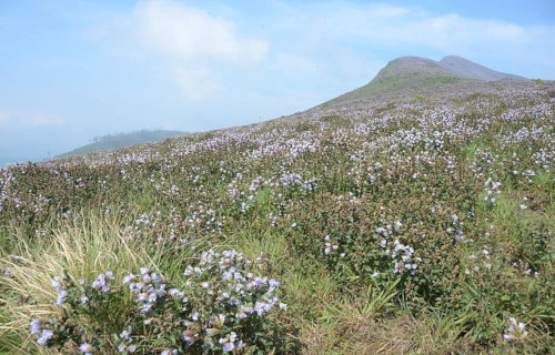 Kurinji, Strobilanthes kunthiana