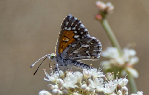 Lange's Metalmark Butterfly, Apodemia mormo langei