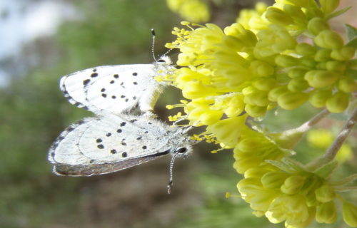 Earth's 7 Rarest Butterflies