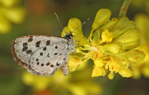 Leona's Little Blue, Philotiella leona