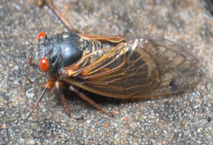 7 Intriguing North American Invertebrates
