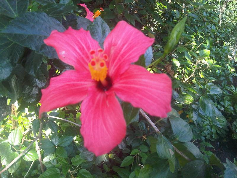 Mandrinette, Hibiscus fragilis