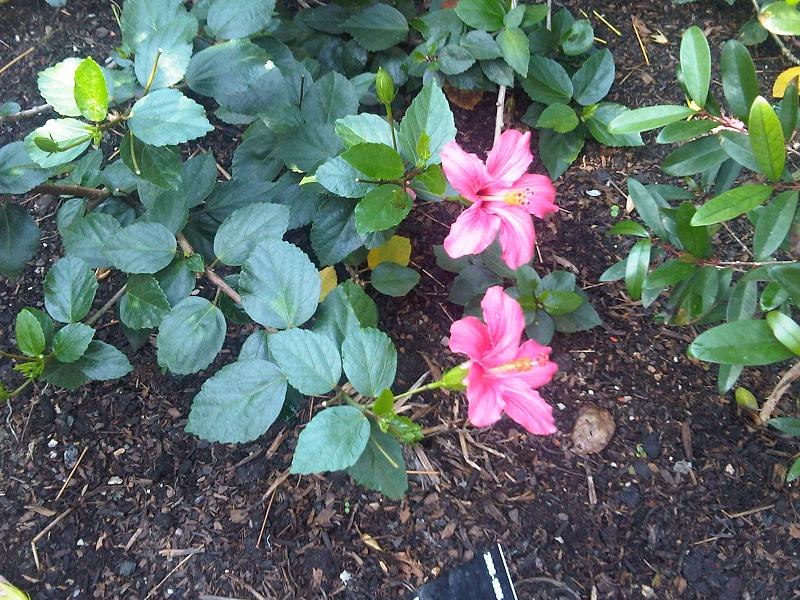 Mandrinette, Hibiscus fragilis