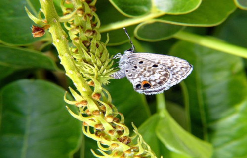 Miami Blue, Cyclargus thomasi bethunebakeri