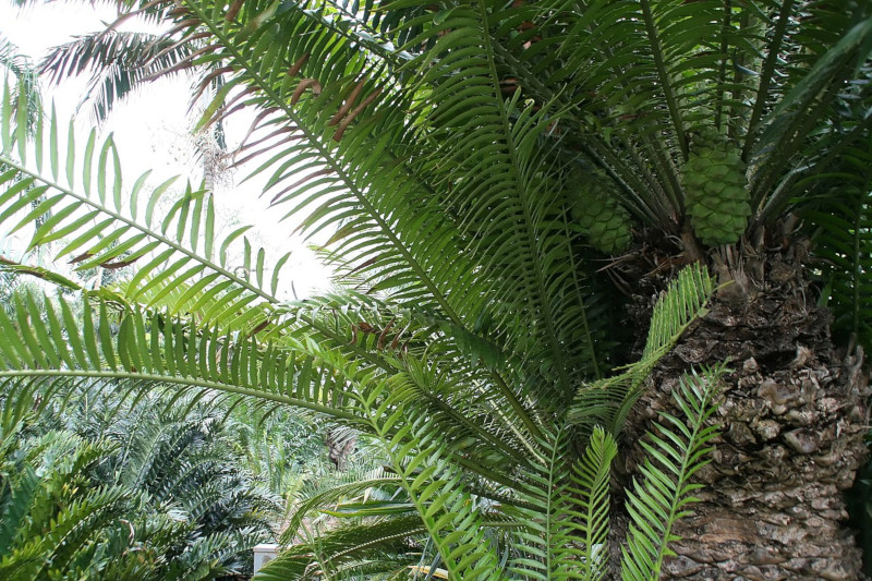 Muhure, Encephalartos whitelockii