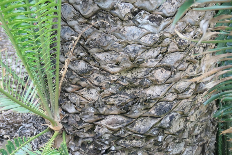 Muhure, Encephalartos whitelockii