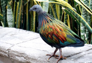 Nicobar Pigeon, Caloenas nicobarica