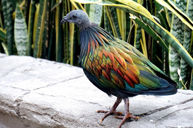 Nicobar Pigeon, Caloenas nicobarica