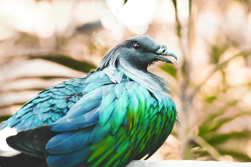 Nicobar Pigeon, Caloenas nicobarica