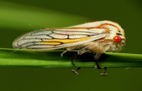 5 Astonishing True Bugs