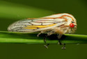 Oak Treehopper, Platycotis vittata