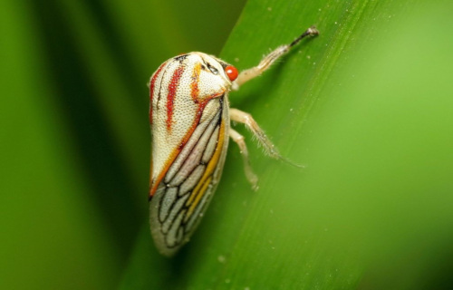 Oak Treehopper, Platycotis vittata