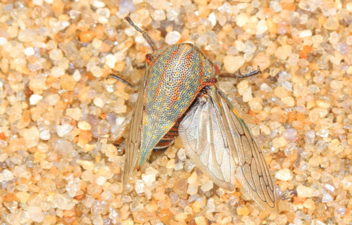 Oak Treehopper, Platycotis vittata