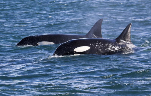 Orca, Orcinus orca