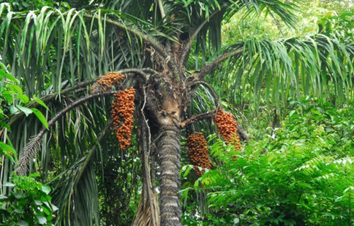 Peach Palm, Bactris gasipaes