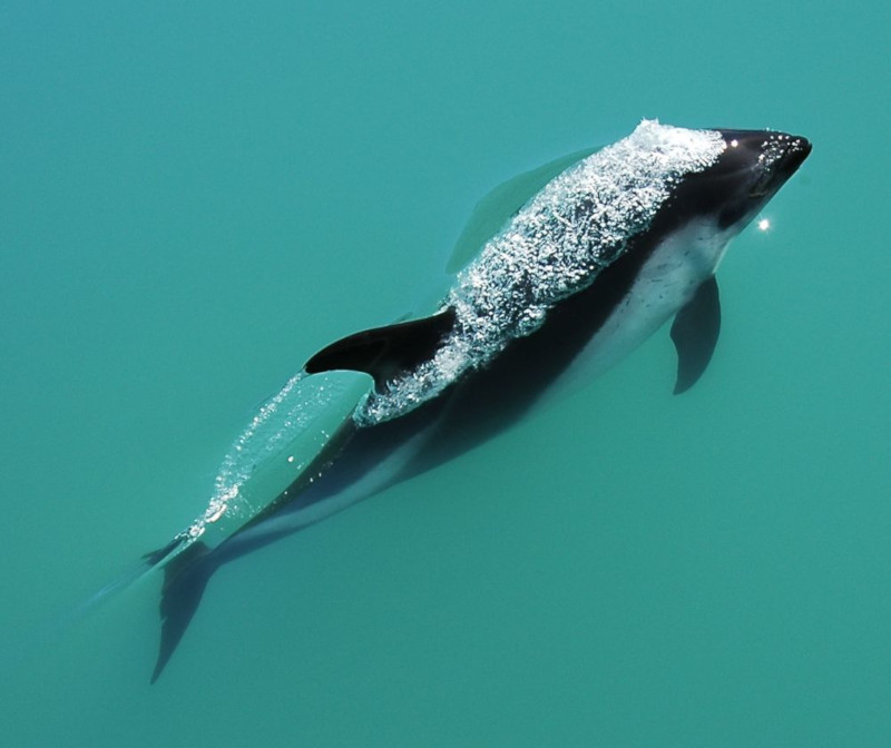 Peale's Dolphin, Lagenorhynchus australis