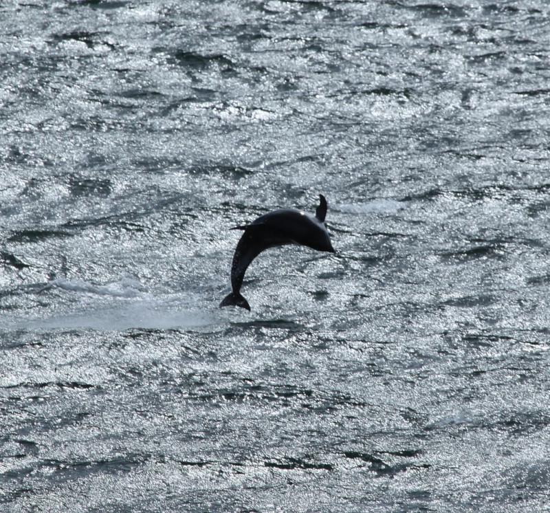 Peale's Dolphin, Lagenorhynchus australis