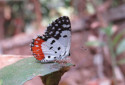 Red Pierrot, Talicada nyseus