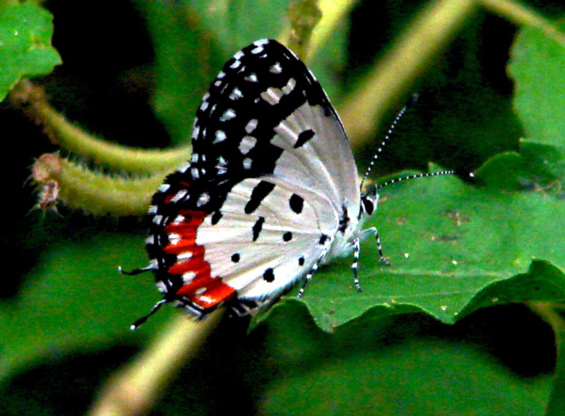 Red Pierrot, Talicada nyseus