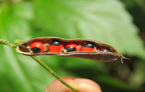 Rosary Pea, Abrus precatorius